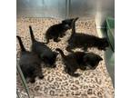 Adopt Tuesday a All Black Domestic Shorthair / Mixed cat in South Haven