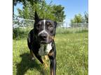 Adopt Lazarus a Black Australian Cattle Dog / Pit Bull Terrier / Mixed dog in