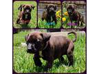 Adopt Sunny a Brindle Boxer / Mixed dog in Dallas, TX (38414947)