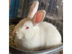 Adopt Judy Hopps - Costa Mesa Location a Lionhead / Mixed rabbit in Chino Hills