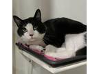 Adopt Cookie - Claremont Location a All Black Domestic Shorthair / Mixed cat in