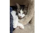 Adopt Fergus a White Domestic Shorthair / Domestic Shorthair / Mixed cat in