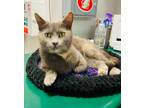 Adopt Beth a Gray or Blue (Mostly) Domestic Shorthair (short coat) cat in Saint