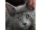 Adopt Bernie a Gray or Blue Domestic Shorthair (short coat) cat in Garden City