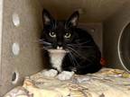 Adopt Marisela a Black & White or Tuxedo Domestic Shorthair (short coat) cat in