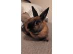 Adopt Keela May a Chocolate Cinnamon / Mixed (short coat) rabbit in Waynesboro