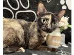 Adopt Bella a All Black Domestic Shorthair / Domestic Shorthair / Mixed cat in