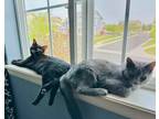 Adopt Peaches (and Kiwi) a Gray or Blue Domestic Mediumhair (medium coat) cat in