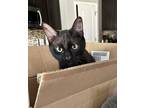 Adopt Kiwi (and Peaches) a All Black Domestic Shorthair (short coat) cat in
