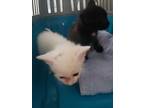 Adopt (S. Basler) a White Domestic Shorthair / Domestic Shorthair / Mixed cat in