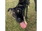Adopt Max a Tan/Yellow/Fawn German Shepherd Dog / Mixed dog in Midland