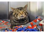Adopt Beefaroni a Brown Tabby Domestic Shorthair (short coat) cat in Coupeville
