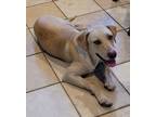 Adopt Guppy a Tan/Yellow/Fawn Labrador Retriever / Mixed dog in Chiefland