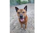 Adopt Ricky a Brindle Shepherd (Unknown Type) / Mixed dog in Spartanburg