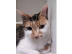 Adopt Gloria a White Domestic Shorthair / Domestic Shorthair / Mixed cat in