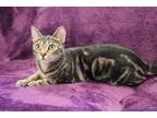 Adopt Isabela a Brown Tabby Domestic Shorthair (short coat) cat in Twin Falls