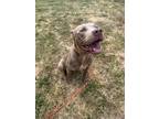 Adopt Ares a Tan/Yellow/Fawn American Pit Bull Terrier / Mixed dog in Newfield
