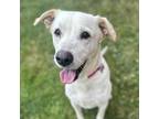 Adopt Celina a Tan/Yellow/Fawn Labrador Retriever / Mixed dog in Itasca