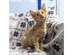 Adopt Jasper a Domestic Shorthair / Mixed (short coat) cat in Sunrise Beach