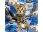 Adopt Crackle a Domestic Shorthair / Mixed (short coat) cat in Sunrise Beach