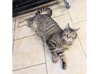 Adopt Pop a Domestic Shorthair / Mixed (short coat) cat in Sunrise Beach