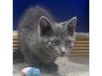 Adopt Moony a Gray or Blue Domestic Shorthair / Mixed cat in Zanesville