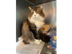 Adopt GIZMO a Domestic Longhair / Mixed (long coat) cat in Marianna