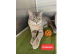 Adopt GEMMA a Domestic Shorthair / Mixed (short coat) cat in Marianna