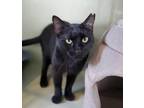 Adopt Neska a American Shorthair / Mixed (short coat) cat in San Diego