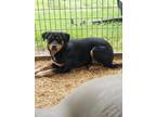 Adopt Gin a Rottweiler / Mixed dog in Washburn, MO (38428187)