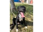 Adopt Vivie (Obedience Trained) a Black Border Collie / Mixed dog in Maryville