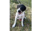 Adopt Gertrude (Obedience Trained) a Black Border Collie / Mixed dog in