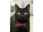 Adopt Gravity 43431 a All Black Domestic Shorthair / Domestic Shorthair / Mixed