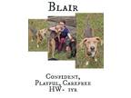 Adopt Blair (Izzy) a Hound (Unknown Type) / Mixed dog in Albany, GA (38427125)