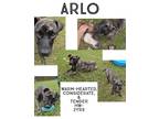 Adopt Arlo a Mixed Breed (Medium) / Mixed dog in Albany, GA (38427127)