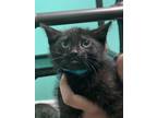 Adopt Hot Tamale a All Black Domestic Shorthair / Domestic Shorthair / Mixed cat