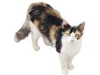 Adopt Sheena a Calico / Mixed (long coat) cat in Nashville, GA (38430777)