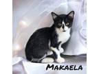 Adopt Makaela a Domestic Shorthair / Mixed (short coat) cat in Nashville