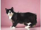 Adopt Madara a Domestic Longhair / Mixed (long coat) cat in Nashville