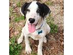 Adopt Petey a Black - with White Pointer / Labrador Retriever / Mixed dog in