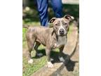 Adopt MJ a American Pit Bull Terrier / Mixed dog in Mobile, AL (38425911)