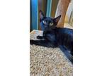 Adopt Roxy a Domestic Shorthair / Mixed (short coat) cat in Heber, UT (38457695)