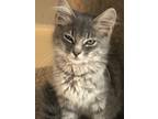 Adopt Cokie a Domestic Mediumhair / Mixed (short coat) cat in Dalton