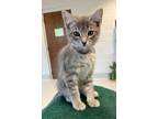 Adopt Lara a Domestic Mediumhair / Mixed (short coat) cat in Dalton