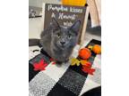 Adopt Mouse a Domestic Mediumhair / Mixed (short coat) cat in Dalton