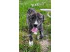 Adopt Harley a Husky / Great Pyrenees dog in Jemison, AL (38427689)