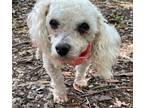 Adopt Little Man a White Bichon Frise dog in Long Beach, MS (38426246)