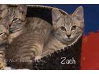 Adopt Zach a Spotted Tabby/Leopard Spotted Domestic Shorthair / Mixed cat in