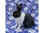 Adopt Cello a Grey/Silver Dutch / Mixed (short coat) rabbit in Williston