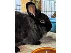 Adopt Caboose (bonded to Hastings) a Black Lionhead / Mixed (long coat) rabbit